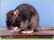 rat control Chelsea