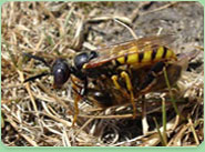 wasp control Chelsea